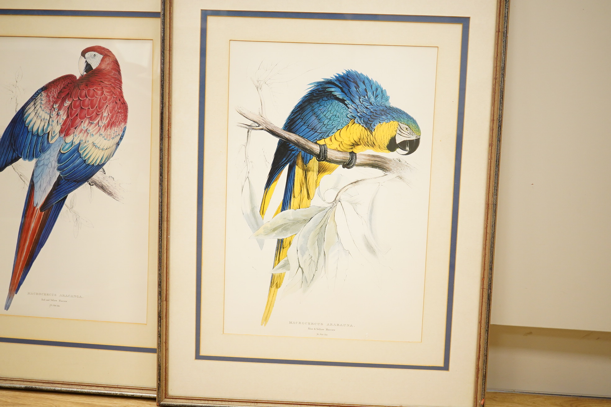 After Edward Lear (1812-1888), pair of ornithological lithographs, Macaws, 51 x 34cm. Condition - good